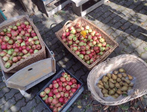 Primusschule sammelt 88 Kilogramm Äpfel